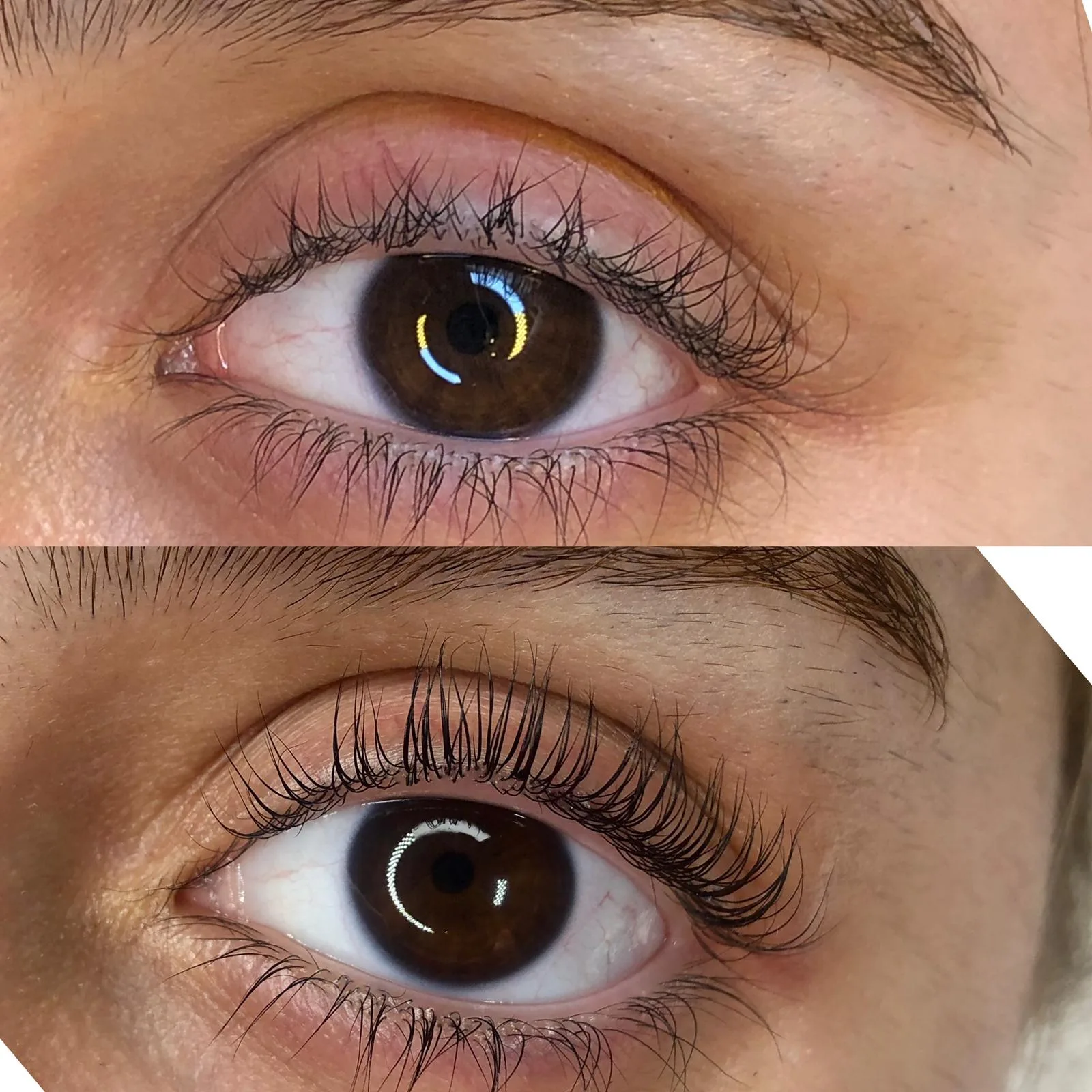 Korean Lashlifting Ergebnis: gefärbte, aufgefächerte Wimpern nach der Behandlung